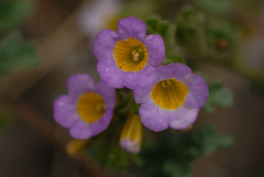 Phacelia bicolor