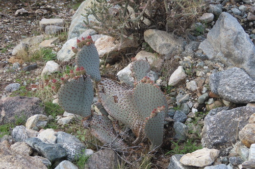 iNaturalist observation photo of beavertail cactus