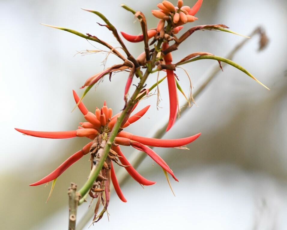 Erythrina smithiana (Smith's Coral Tree)