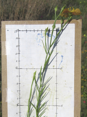 Linum alatum