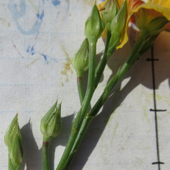 Linum alatum