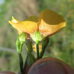 Linum alatum