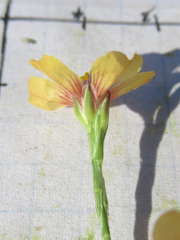 Linum imbricatum