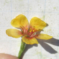 Linum imbricatum