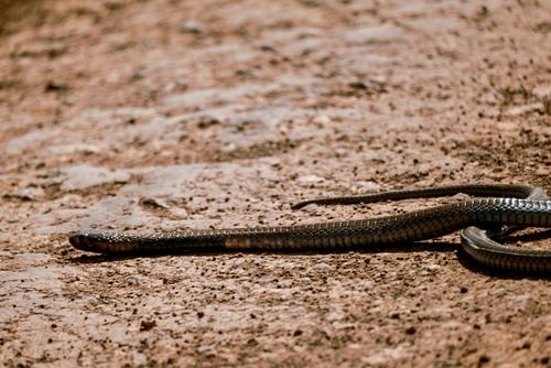 Black-necked Spitting Cobra
