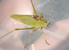 Platylyra californica