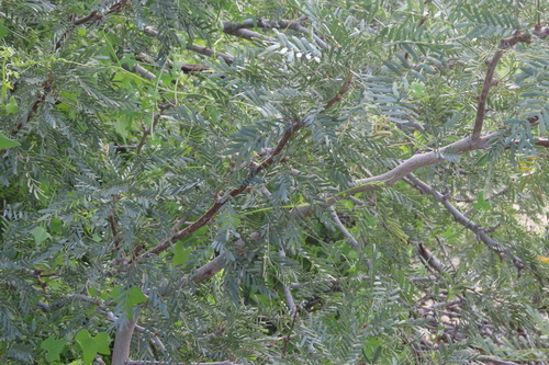 iNaturalist observation photo of western honey mesquite