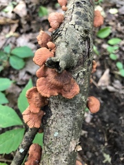 Anthracophyllum