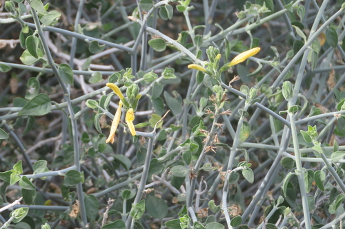 iNaturalist observation photo of chuparosa