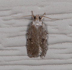 Agonopterix argillacea