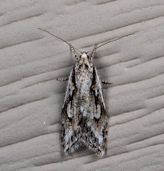 Semioscopis aurorella