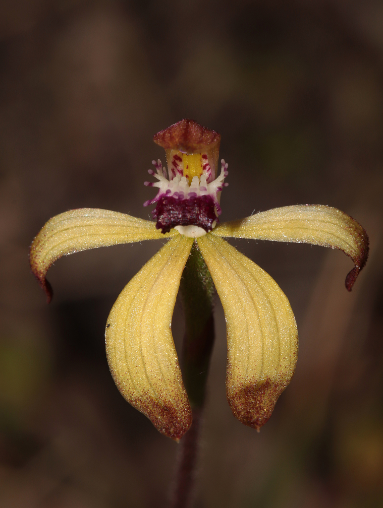 Caladenia hildae