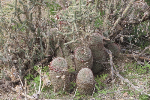 iNaturalist observation photo of Peninsular fishhook cactus