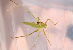 Platylyra californica