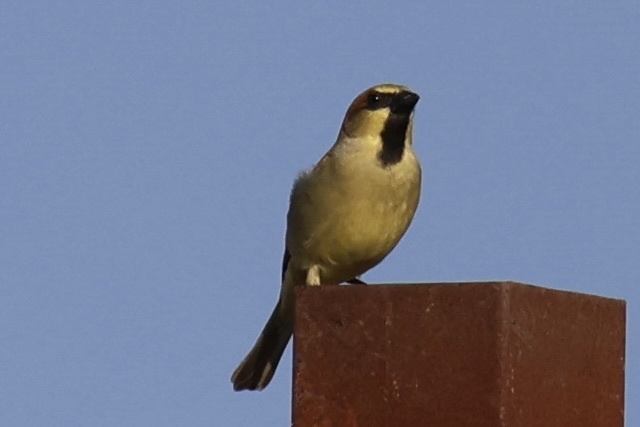 Plain-backed Sparrow