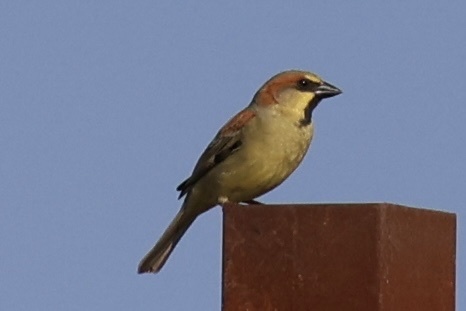 Plain-backed Sparrow