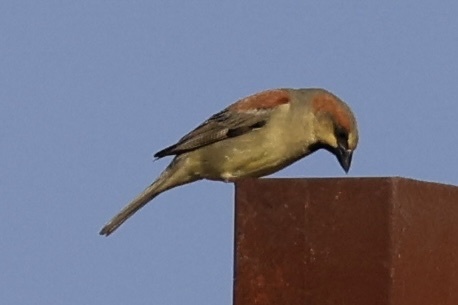 Plain-backed Sparrow