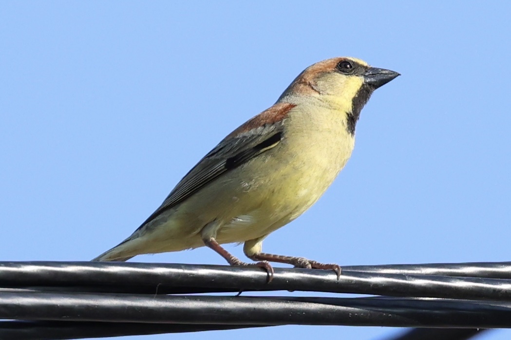 Plain-backed Sparrow
