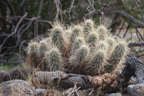 iNaturalist observation photo of Echinocereus engelmannii engelmannii