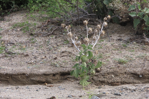 iNaturalist observation photo of desert thorn-apple