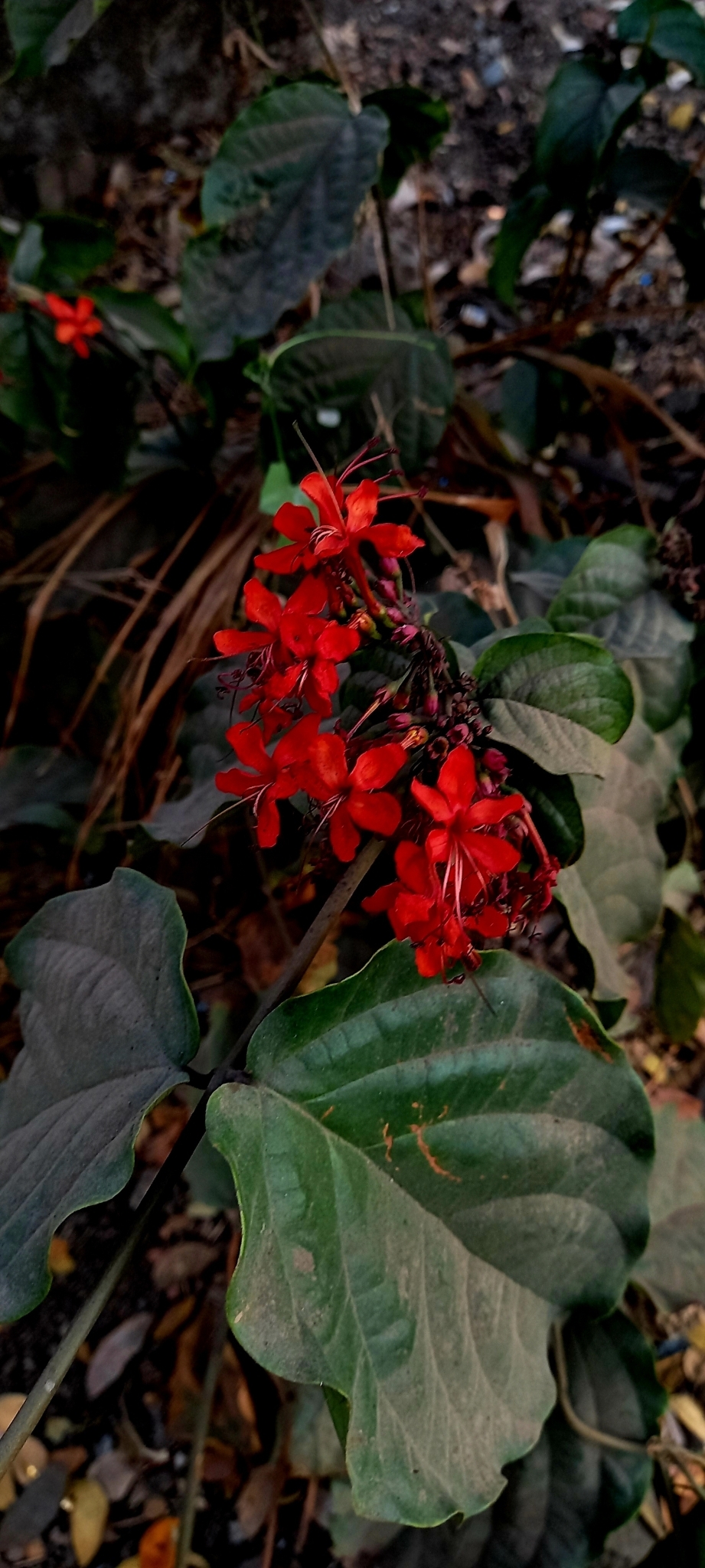 Imagem de Florzinha-de-fogo