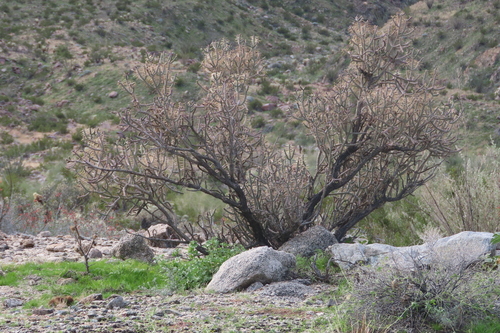 iNaturalist observation photo of Branched Pencil Cholla
