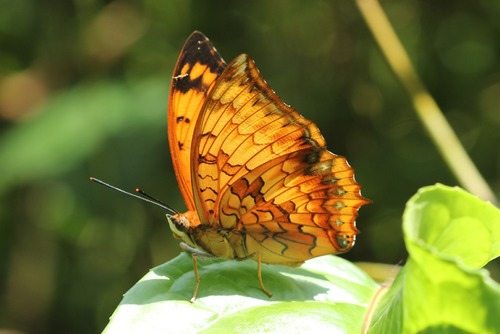 Variegated Rajah (Charaxes kahruba) · iNaturalist