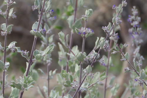 iNaturalist observation photo of desert lavender