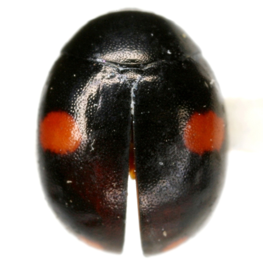 Hyperaspis conviva