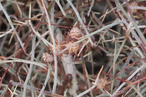 iNaturalist observation photo of White Rhatany