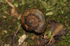 Thalassohelix igniflua