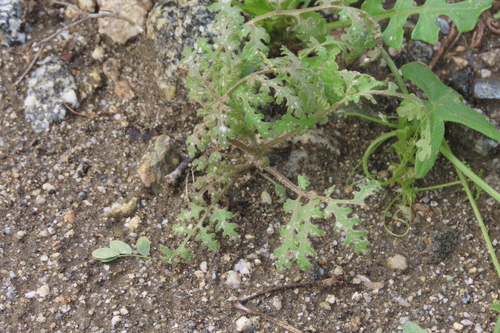 iNaturalist observation photo of distant phacelia