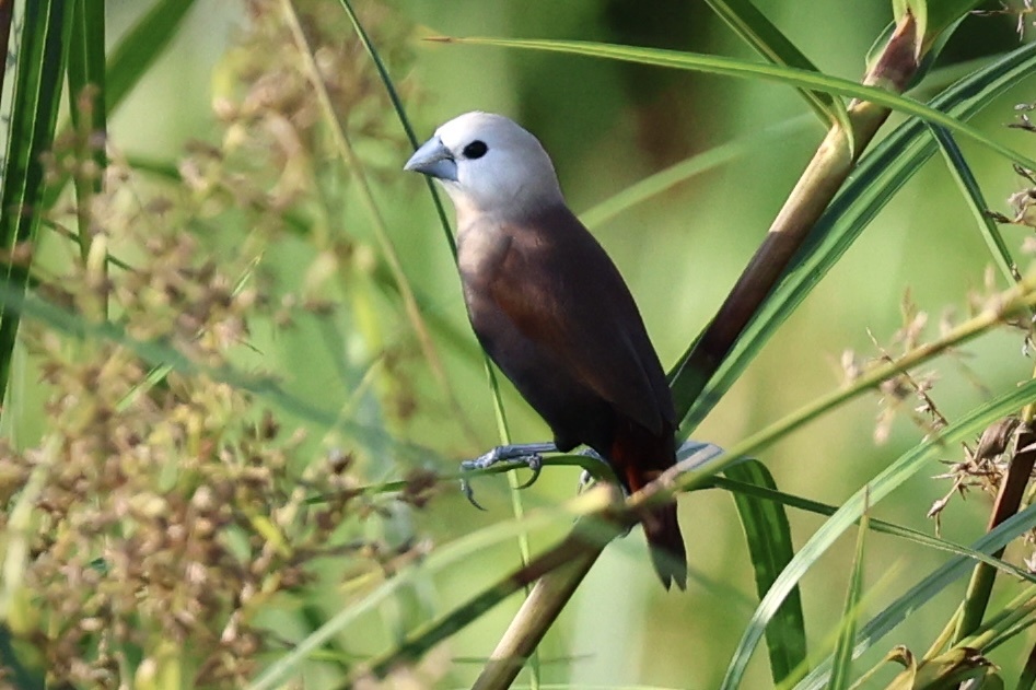 White-headed Munia