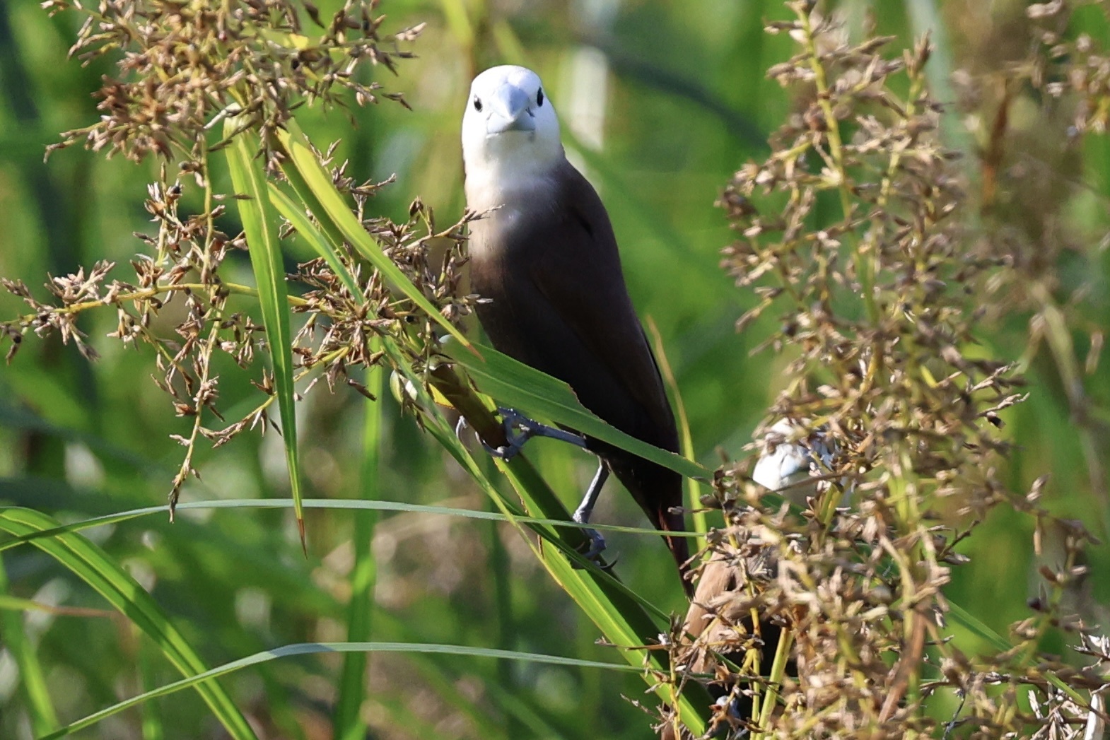 White-headed Munia