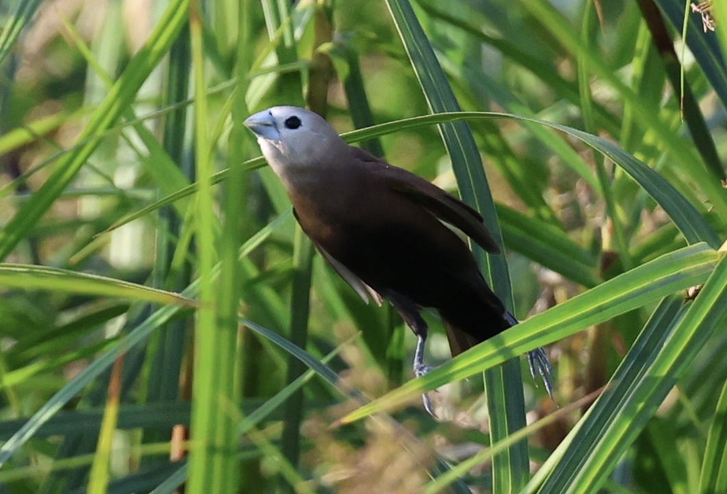 White-headed Munia