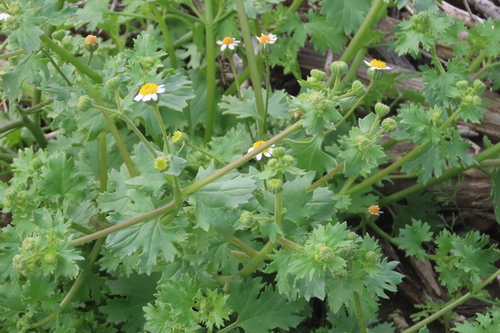 iNaturalist observation photo of Emory's rockdaisy
