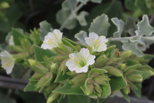 iNaturalist observation photo of slender-lobed four o'clock
