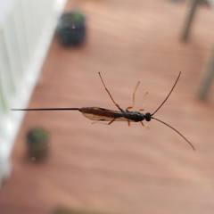 Dolichomitus irritator