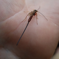 Dolichomitus irritator