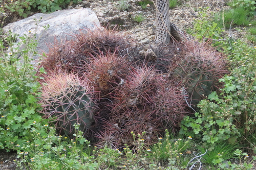 iNaturalist observation photo of California Barrel Cactus