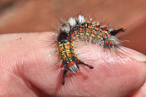 Western Tussock Moth