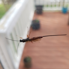 Dolichomitus irritator