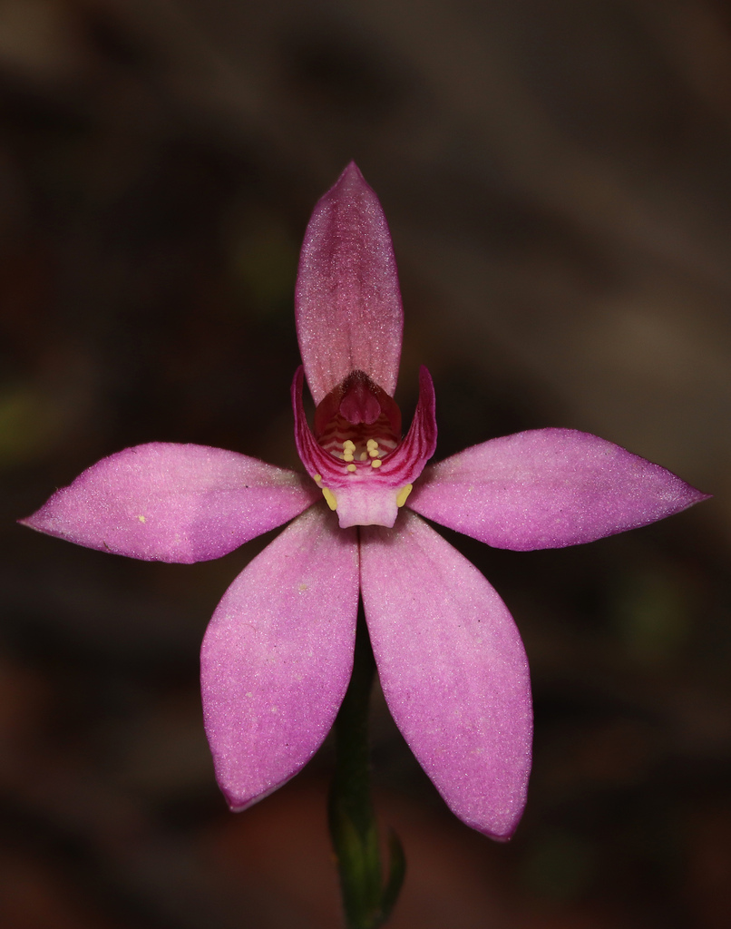 Caladenia hillmanii