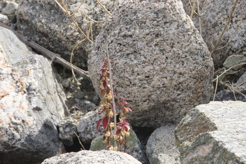 iNaturalist observation photo of Deep Canyon snapdragon