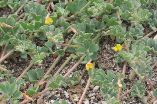 iNaturalist observation photo of strigose lotus