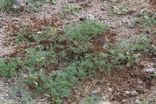 iNaturalist observation photo of Little Gold Poppy
