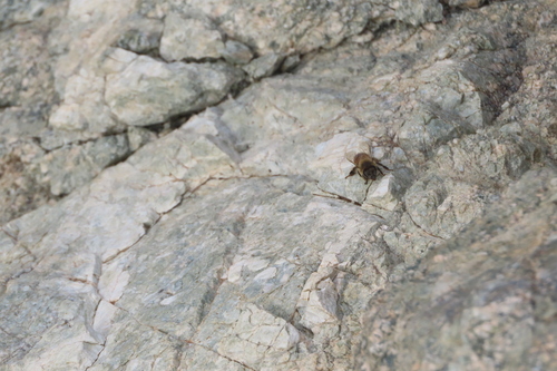 iNaturalist observation photo of Western Honey Bee