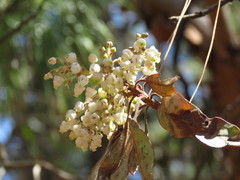 Arbutus bicolor