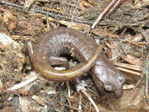 Samwel Shasta Salamander, Hydromantes samweli