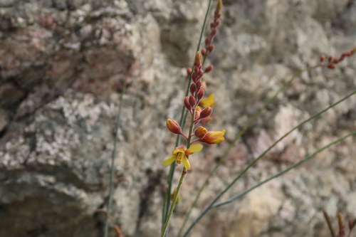 iNaturalist observation photo of Wand Holdback